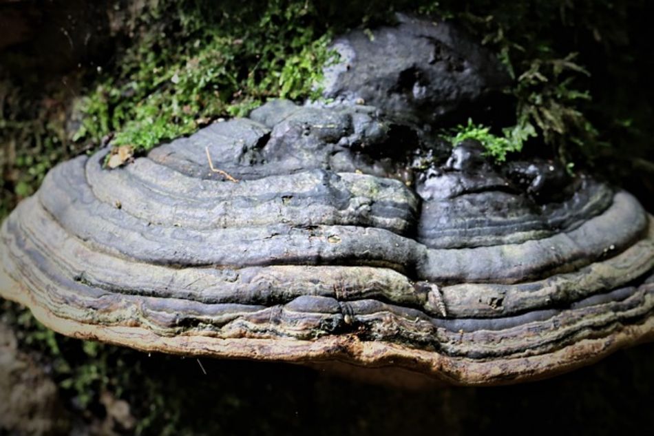 Fomento o Fungo di Paglia (Fomes fomentarius) – Morfologia, caratteristiche, habitat
